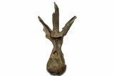 Fossil Dinosaur (Triceratops) Dorsal Vertebra - Wyoming #362049-1